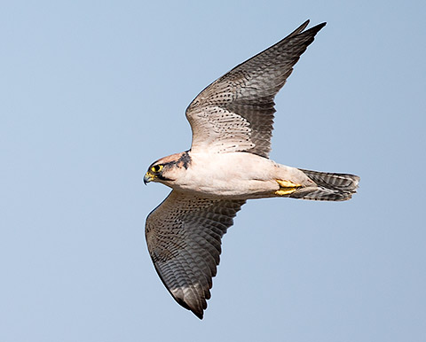 Lanner Falcon in flight